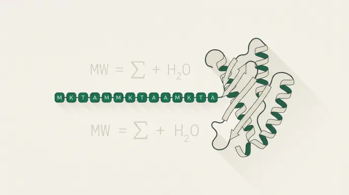 Protein Molecular Weight Calculator